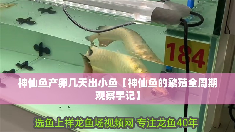 神仙魚產卵幾天出小魚【神仙魚的繁殖全周期觀察手記】