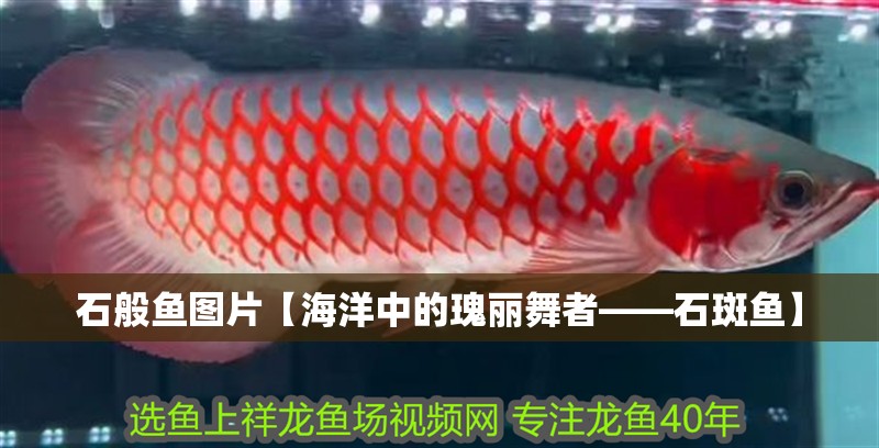 石般魚圖片【海洋中的瑰麗舞者——石斑魚】 龍魚論壇 石般魚圖片【海洋中的瑰麗舞者——石斑魚】 石般魚圖片【海洋中的瑰麗舞者——石斑魚】 龍魚論壇