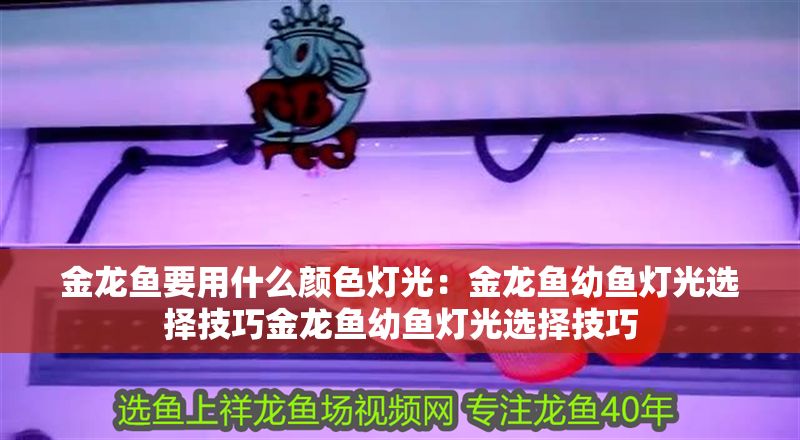 金龍魚要用什么顏色燈光:金龍魚幼魚燈光選擇技巧金龍魚幼魚燈光選擇技巧 金龍魚百科 第1張 金龍魚要用什么顏色燈光:金龍魚幼魚燈光選擇技巧金龍魚幼魚燈光選擇技巧 金龍魚要用什么顏色燈光:金龍魚幼魚燈光選擇技巧金龍魚幼魚燈光選擇技巧 金龍魚百科 第1張