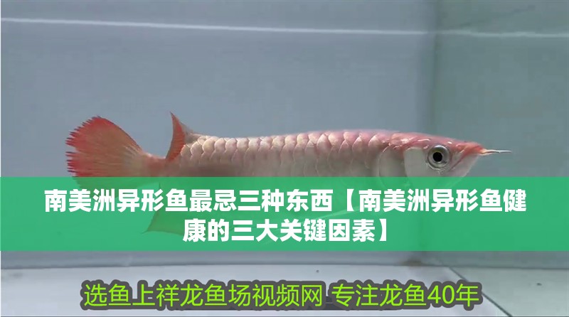 南美洲異形魚最忌三種東西【南美洲異形魚健康的三大關鍵因素】