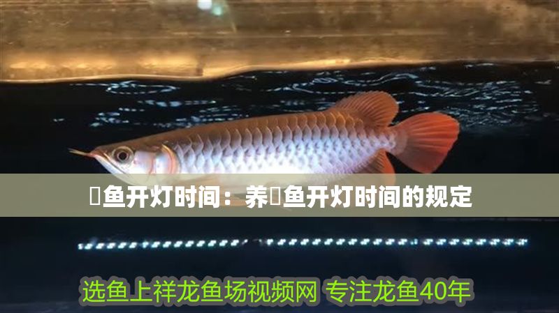 魟魚開燈時間：養魟魚開燈時間的規定 魟魚開燈時間：養魟魚開燈時間的規定 魟魚百科 第2張