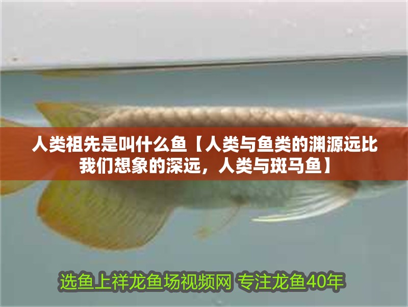 人類祖先是叫什么魚【人類與魚類的淵源遠比我們想象的深遠，人類與斑馬魚】
