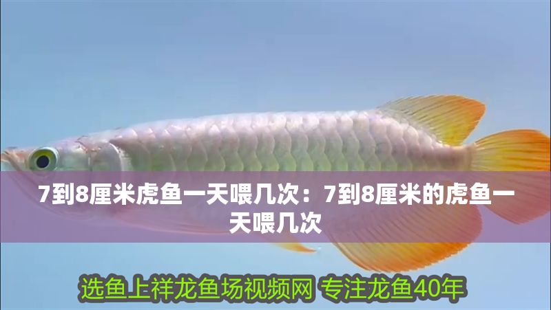 7到8厘米虎魚一天喂幾次：7到8厘米的虎魚一天喂幾次