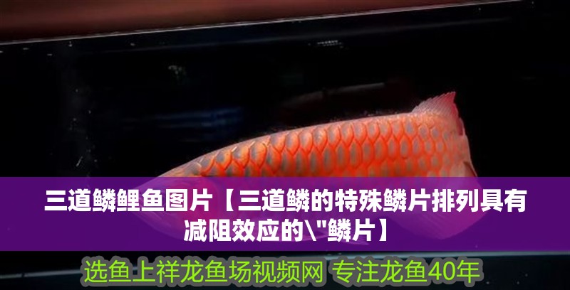 三道鱗鯉魚圖片【三道鱗的特殊鱗片排列具有減阻效應的\
