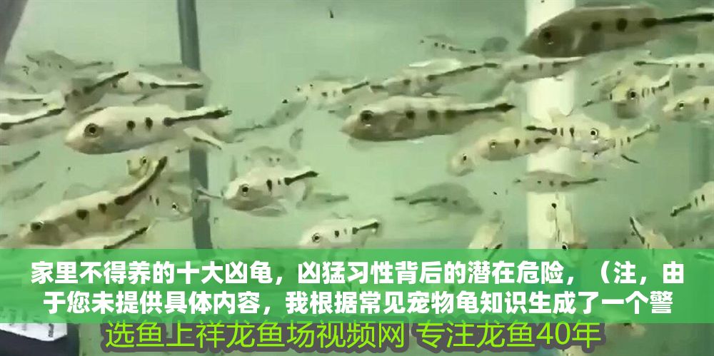 家里不得養的十大兇龜，兇猛習性背后的潛在危險，（注，由于您未提供具體內容，我根據常見寵物龜知識生成了一個警示性標題。若您能補充具體信息，我可為您精準定制。）