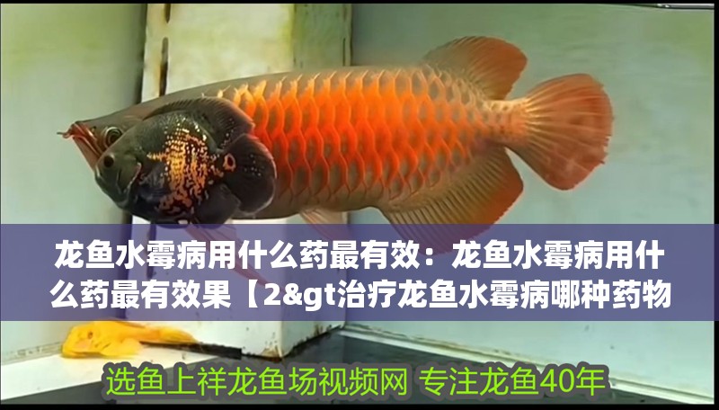 龍魚水霉病用什么藥最有效:龍魚水霉病用什么藥最有效果【2>治療龍魚水霉病哪種藥物效果最佳】 水族問答 龍魚水霉病用什么藥最有效:龍魚水霉病用什么藥最有效果【2>治療龍魚水霉病哪種藥物效果最佳】 龍魚水霉病用什么藥最有效:龍魚水霉病用什么藥最有效果【2>治療龍魚水霉病哪種藥物效果最佳】 水族問答
