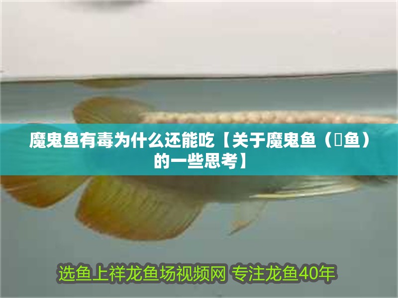 魔鬼魚有毒為什么還能吃【關(guān)于魔鬼魚(魟魚)的一些思考】 龍魚百科 魔鬼魚有毒為什么還能吃【關(guān)于魔鬼魚(魟魚)的一些思考】 魔鬼魚有毒為什么還能吃【關(guān)于魔鬼魚(魟魚)的一些思考】 龍魚百科