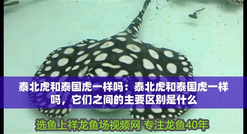 泰北虎和泰國虎一樣嗎：泰北虎和泰國虎一樣嗎，它們之間的主要區別是什么