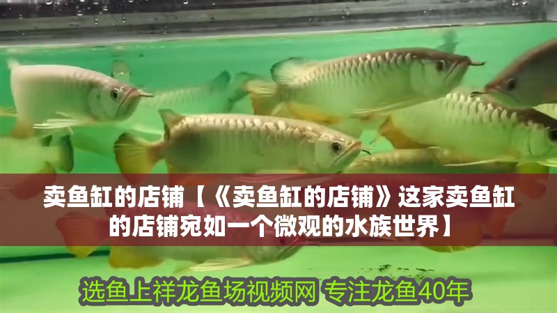 賣魚缸的店鋪【《賣魚缸的店鋪》這家賣魚缸的店鋪宛如一個微觀的水族世界】