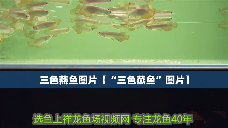 三色燕魚圖片【“三色燕魚”圖片】 三色燕魚圖片【“三色燕魚”圖片】 龍魚論壇