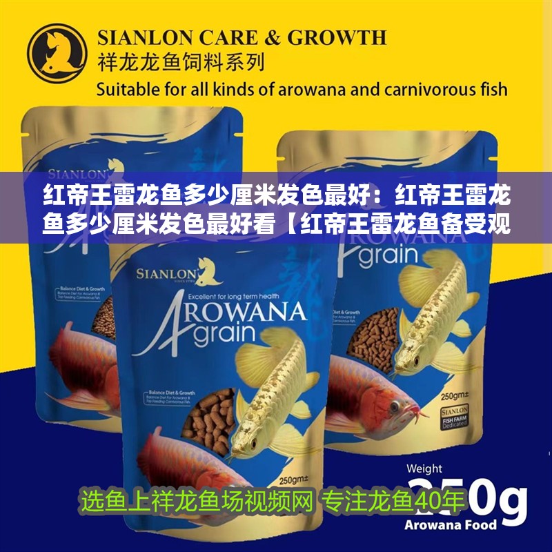 紅帝王雷龍魚多少厘米發色最好：紅帝王雷龍魚多少厘米發色最好看【紅帝王雷龍魚備受觀賞魚愛好者青睞的色彩狀態是大家關注的重點】 紅帝王雷龍魚多少厘米發色最好：紅帝王雷龍魚多少厘米發色最好看【紅帝王雷龍魚備受觀賞魚愛好者青睞的色彩狀態是大家關注的重點】 水族問答