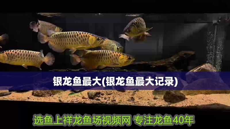銀龍魚最大(銀龍魚最大記錄)