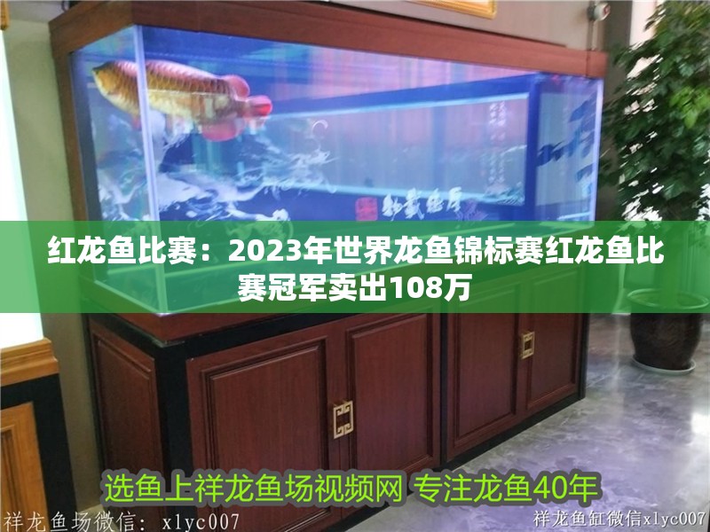 龍魚干蝦有營養嗎 紅龍魚比賽:2023年世界龍魚錦標賽紅龍魚比賽冠軍賣出108萬 龍魚百科 紅龍魚比賽:2023年世界龍魚錦標賽紅龍魚比賽冠軍賣出108萬 紅龍魚比賽:2023年世界龍魚錦標賽紅龍魚比賽冠軍賣出108萬 龍魚百科