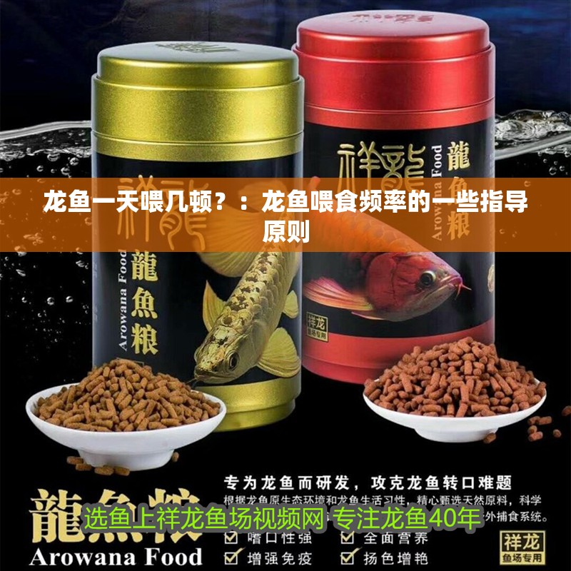 龍魚一天喂幾頓？：龍魚喂食頻率的一些指導原則