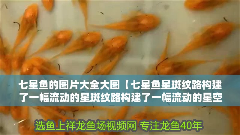 七星魚(yú)的圖片大全大圖【七星魚(yú)星斑紋路構(gòu)建了一幅流動(dòng)的星斑紋路構(gòu)建了一幅流動(dòng)的星空?qǐng)D】 七星魚(yú)的圖片大全大圖【七星魚(yú)星斑紋路構(gòu)建了一幅流動(dòng)的星斑紋路構(gòu)建了一幅流動(dòng)的星空?qǐng)D】 龍魚(yú)論壇