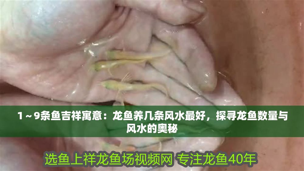 1～9條魚吉祥寓意：龍魚養幾條風水最好，探尋龍魚數量與風水的奧秘
