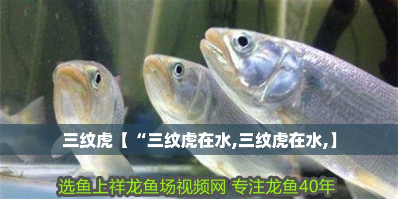 三紋虎【“三紋虎在水,三紋虎在水,】