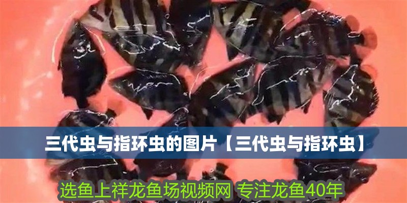 三代蟲與指環蟲的圖片【三代蟲與指環蟲】