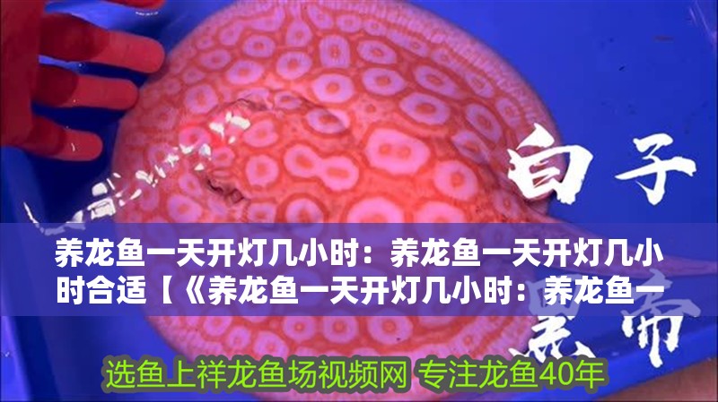 養龍魚一天開燈幾小時：養龍魚一天開燈幾小時合適【《養龍魚一天開燈幾小時：養龍魚一天開燈幾小時時間彌補自然光照】