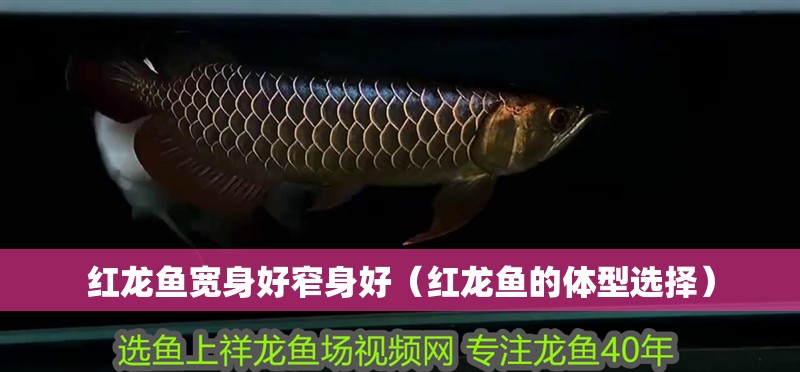 紅龍魚寬身好窄身好（紅龍魚的體型選擇）