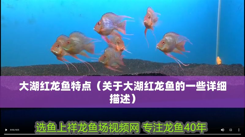 大湖紅龍魚特點（關于大湖紅龍魚的一些詳細描述）