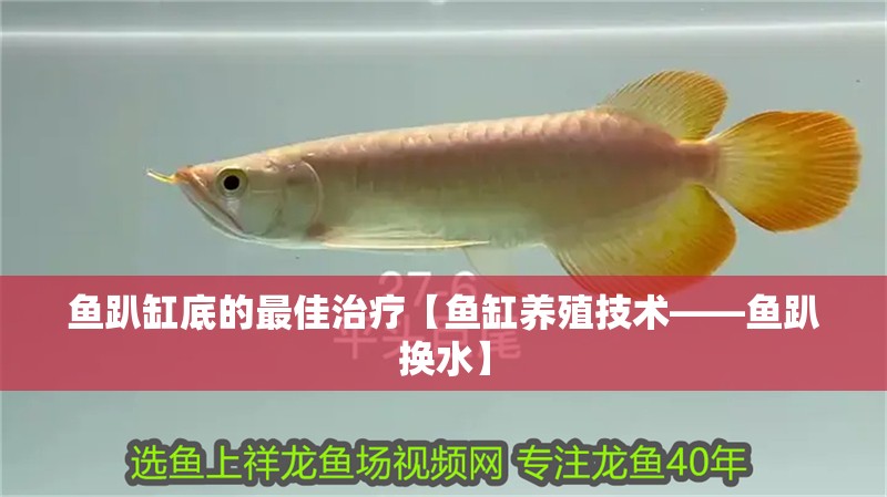 魚趴缸底的最佳治療【魚缸養(yǎng)殖技術(shù)——魚趴換水】