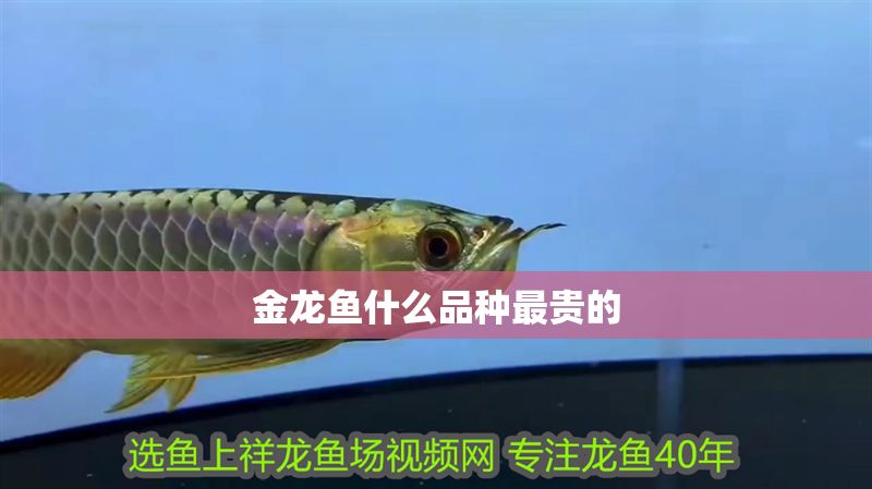 金龍魚什么品種最貴的