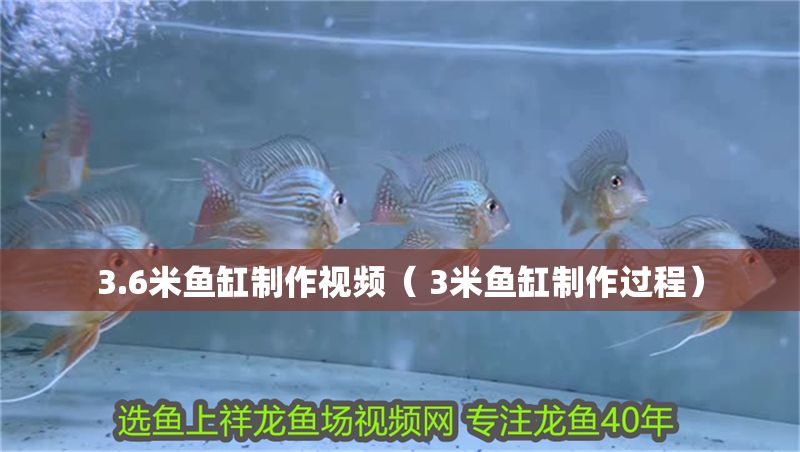 3.6米魚缸制作視頻（ 3米魚缸制作過程） 3.6米魚缸制作視頻（ 3米魚缸制作過程） 金龍魚百科 第1張