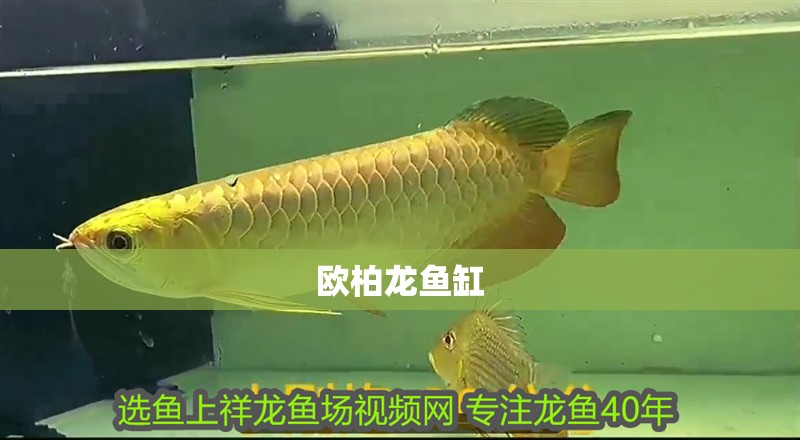 歐柏龍魚缸
