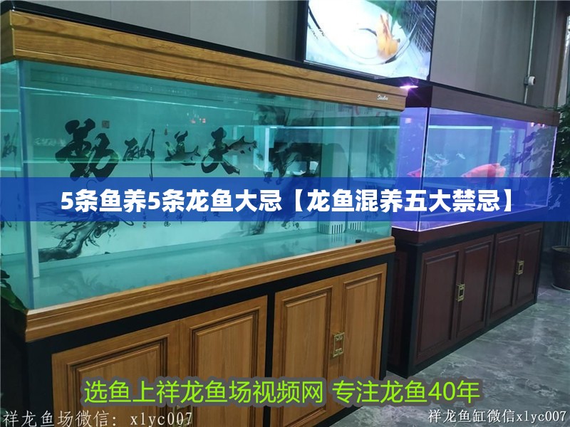 5條魚養5條龍魚大忌【龍魚混養五大禁忌】 5條魚養5條龍魚大忌【龍魚混養五大禁忌】 龍魚論壇