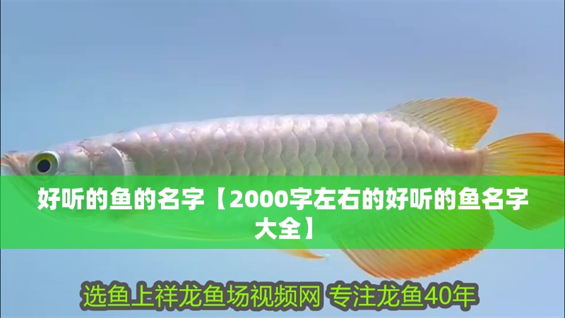 好聽(tīng)的魚的名字【2000字左右的好聽(tīng)的魚名字大全】