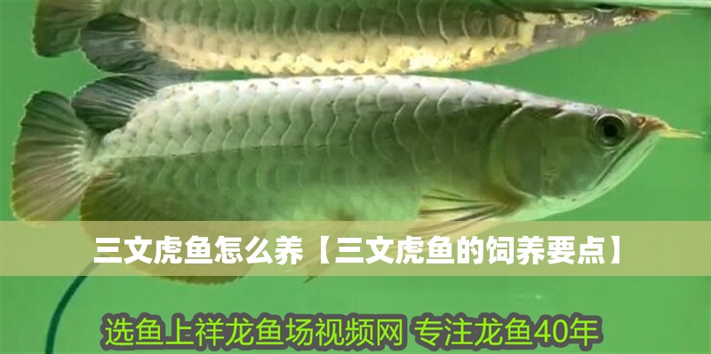 三文虎魚怎么養(yǎng)【三文虎魚的飼養(yǎng)要點】