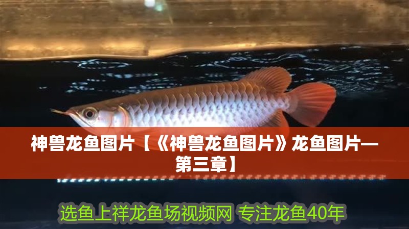 神獸龍魚圖片【《神獸龍魚圖片》龍魚圖片—第三章】