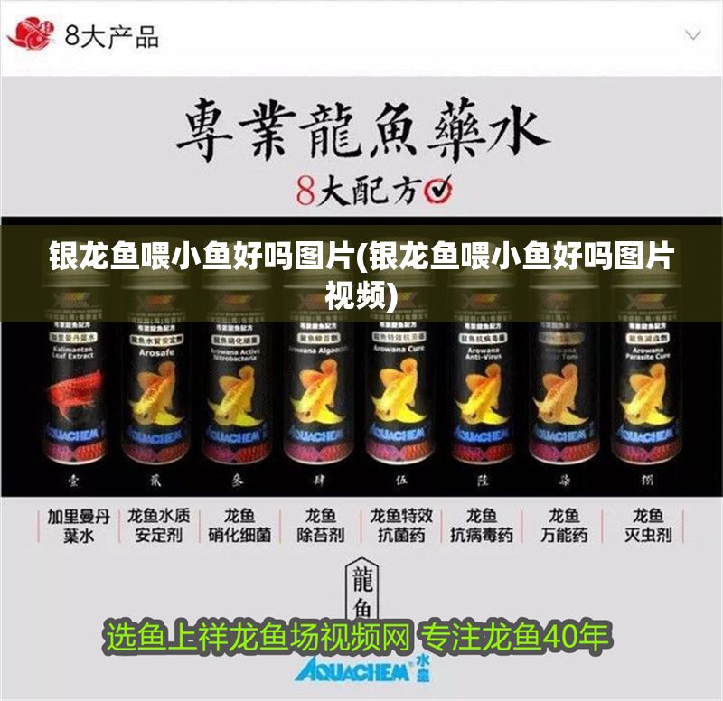 銀龍魚喂小魚好嗎圖片(銀龍魚喂小魚好嗎圖片視頻) 銀龍魚百科 第1張 銀龍魚喂小魚好嗎圖片(銀龍魚喂小魚好嗎圖片視頻) 銀龍魚喂小魚好嗎圖片(銀龍魚喂小魚好嗎圖片視頻) 銀龍魚百科 第1張