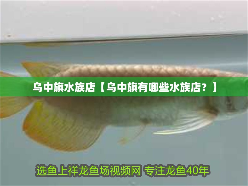 烏中旗水族店【烏中旗有哪些水族店？】 烏中旗水族店【烏中旗有哪些水族店？】 全國(guó)水族館企業(yè)名錄
