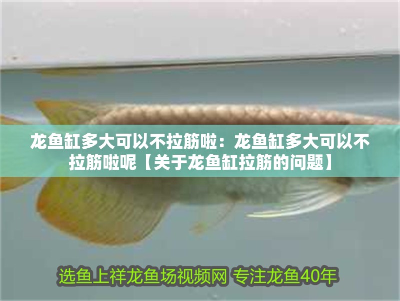 龍魚缸多大可以不拉筋啦：龍魚缸多大可以不拉筋啦呢【關于龍魚缸拉筋的問題】
