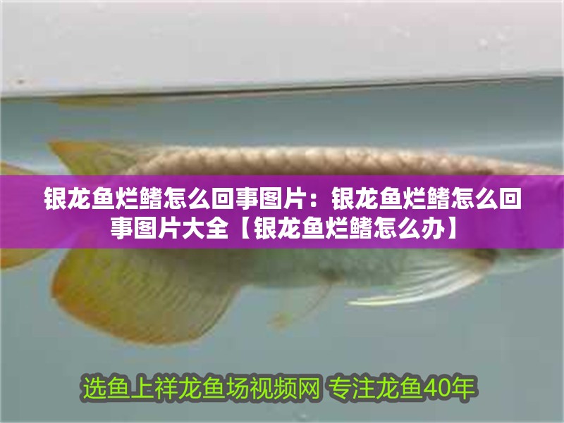 銀龍魚爛鰭怎么回事圖片：銀龍魚爛鰭怎么回事圖片大全【銀龍魚爛鰭怎么辦】 銀龍魚爛鰭怎么回事圖片：銀龍魚爛鰭怎么回事圖片大全【銀龍魚爛鰭怎么辦】 水族問答