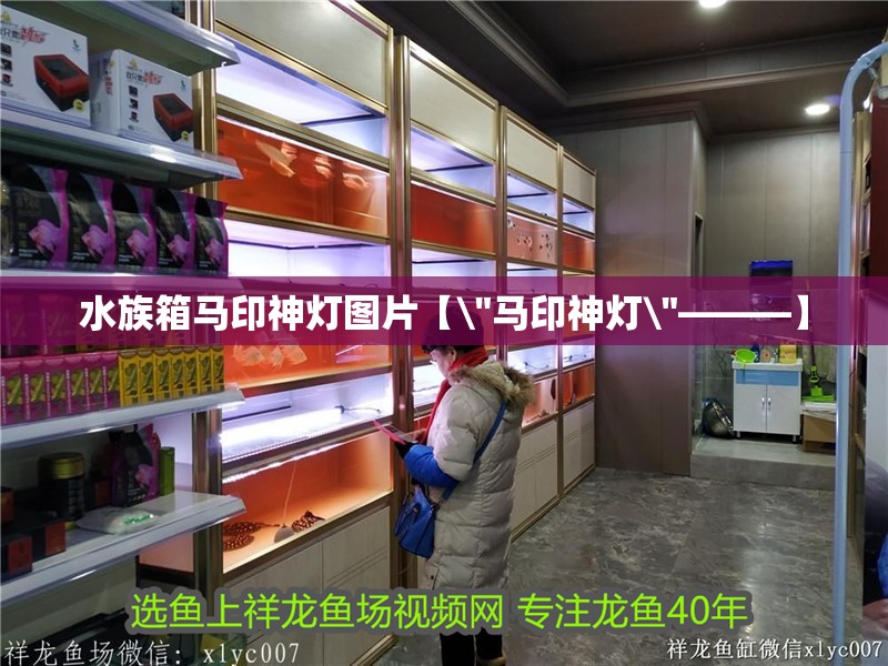 水族箱馬印神燈圖片【\