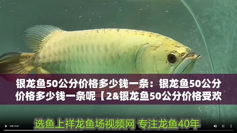 銀龍魚50公分價格多少錢一條：銀龍魚50公分價格多少錢一條呢【2&銀龍魚50公分價格受歡迎的本質區別】 銀龍魚50公分價格多少錢一條：銀龍魚50公分價格多少錢一條呢【2&銀龍魚50公分價格受歡迎的本質區別】 水族問答