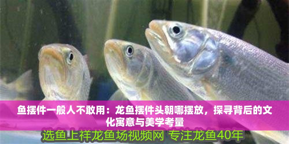 魚擺件一般人不敢用：龍魚擺件頭朝哪擺放，探尋背后的文化寓意與美學考量
