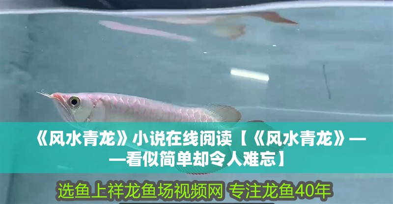 《風水青龍》小說在線閱讀【《風水青龍》——看似簡單卻令人難忘】