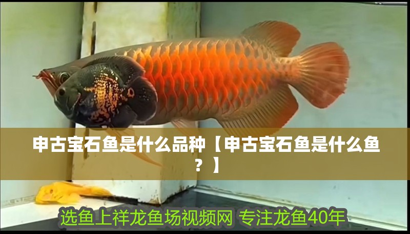 申古寶石魚是什么品種【申古寶石魚是什么魚？】