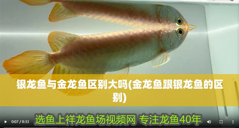 銀龍魚(yú)與金龍魚(yú)區(qū)別大嗎(金龍魚(yú)跟銀龍魚(yú)的區(qū)別)