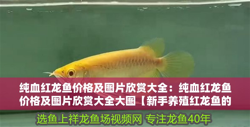 純血紅龍魚價格及圖片欣賞大全：純血紅龍魚價格及圖片欣賞大全大圖【新手養殖紅龍魚的注意事項】