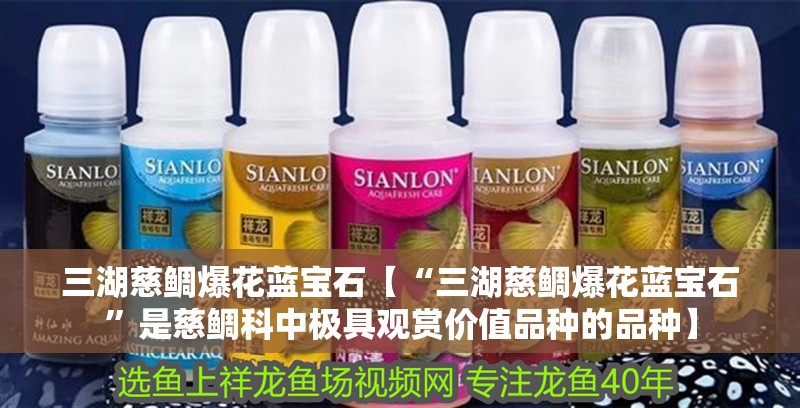 三湖慈鯛爆花藍寶石【“三湖慈鯛爆花藍寶石”是慈鯛科中極具觀賞價值品種的品種】 三湖慈鯛爆花藍寶石【“三湖慈鯛爆花藍寶石”是慈鯛科中極具觀賞價值品種的品種】 龍魚論壇