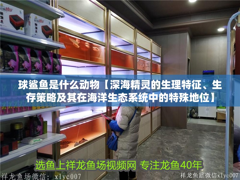 球鯊魚是什么動物【深海精靈的生理特征、生存策略及其在海洋生態系統中的特殊地位】