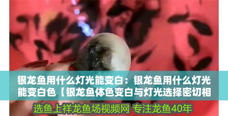 銀龍魚用什么燈光能變白：銀龍魚用什么燈光能變白色【銀龍魚體色變白與燈光選擇密切相關(guān)，銀龍魚體色變化】