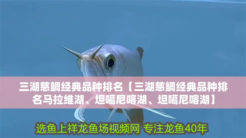 三湖慈鯛經典品種排名【三湖慈鯛經典品種排名馬拉維湖、坦噶尼喀湖、坦噶尼喀湖】 三湖慈鯛經典品種排名【三湖慈鯛經典品種排名馬拉維湖、坦噶尼喀湖、坦噶尼喀湖】 龍魚論壇