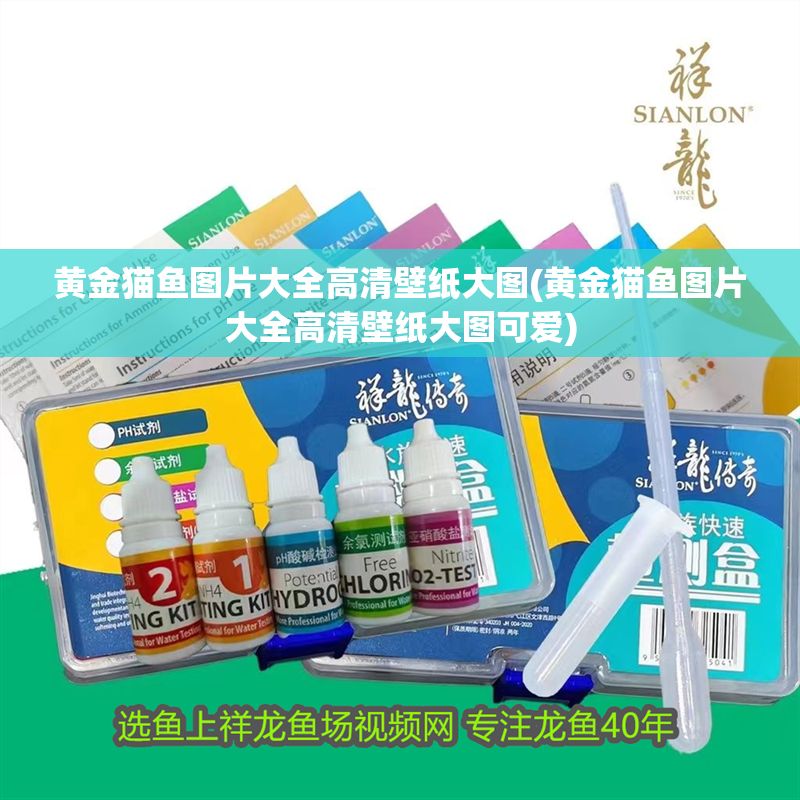 黃金貓魚圖片大全高清壁紙大圖(黃金貓魚圖片大全高清壁紙大圖可愛)