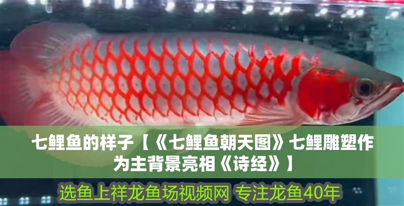 七鯉魚的樣子【《七鯉魚朝天圖》七鯉雕塑作為主背景亮相《詩經》】